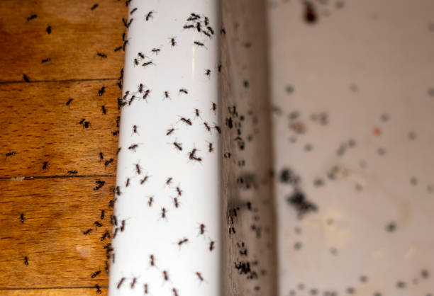 Best Best Pest Control Companies  in Brewster Heights, NY